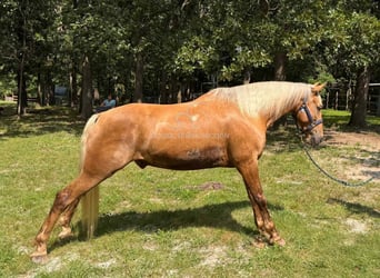 Tennessee walking horse, Ruin, 9 Jaar, 152 cm, Palomino