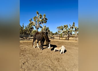 Tennessee walking horse, Ruin, 9 Jaar, 152 cm, Sabino