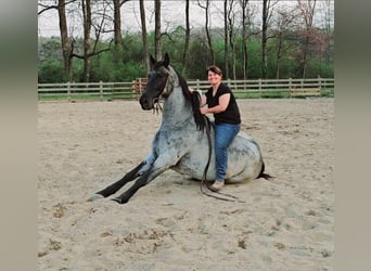 Tennessee walking horse, Ruin, 9 Jaar, 163 cm, Roan-Blue