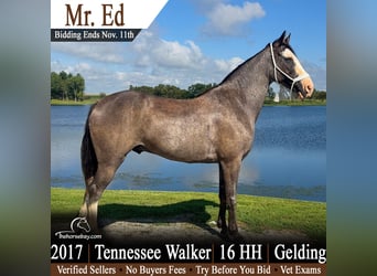Tennessee walking horse, Ruin, 9 Jaar, 163 cm, Sabino