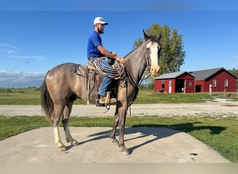 Tennessee walking horse, Ruin, 9 Jaar, 163 cm, Sabino
