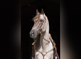 Tennessee walking horse, Semental, 15 años, 160 cm, Ruano alazán