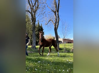 Tennessee walking horse Mestizo, Semental, 1 año, Alazán rojizo