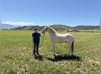 Tennessee walking horse, Stallion, 4 years, 15 hh, Perlino