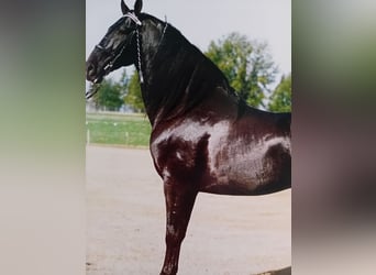 Tennessee walking horse, Stallion, 4 years, 17 hh, Black