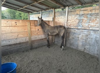 Tennessee walking horse, Stallion, Foal (03/2025), 16 hh, Buckskin
