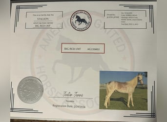 Tennessee Walking Horse, Stallone, 3 Anni, 142 cm, Sauro ciliegia