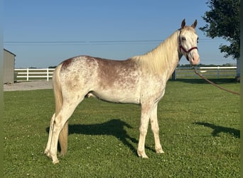 Tennessee Walking Horse, Stallone, 3 Anni, 142 cm, Sauro ciliegia