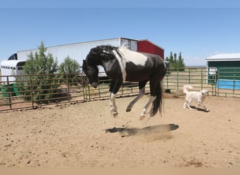 Tennessee Walking Horse, Stallone, 8 Anni, 160 cm, Tobiano-tutti i colori