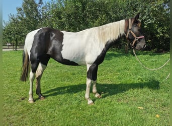 Tennessee Walking Horse, Sto, 10 år, 156 cm, Pinto