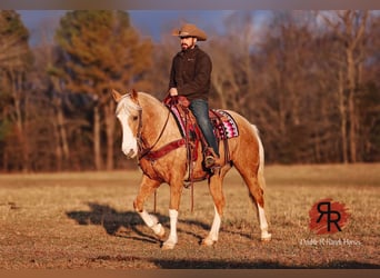Tennessee Walking Horse, Sto, 12 år, 152 cm, Palomino