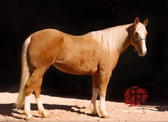 Tennessee Walking Horse, Sto, 12 år, 152 cm, Palomino