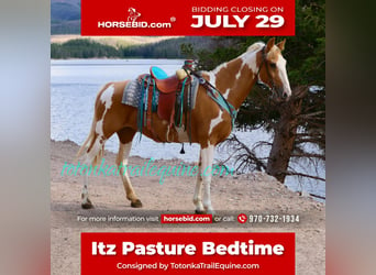 Tennessee Walking Horse, Sto, 12 år, 155 cm, Palomino