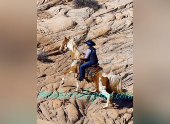 Tennessee Walking Horse, Sto, 12 år, 155 cm, Palomino