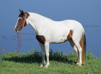 Tennessee Walking Horse, Sto, 13 år, 150 cm, Tobiano-skäck-alla-färger