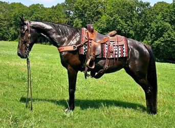 Tennessee Walking Horse, Sto, 14 år, 152 cm, Svart