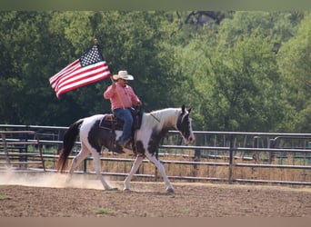 Tennessee Walking Horse, Sto, 14 år, Svart