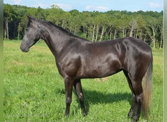 Tennessee Walking Horse, Sto, 3 år, 152 cm, Svart