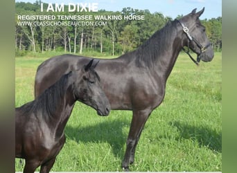 Tennessee Walking Horse, Sto, 3 år, 152 cm, Svart