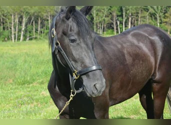 Tennessee Walking Horse, Sto, 3 år, 152 cm, Svart