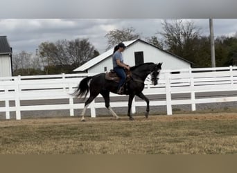 Tennessee Walking Horse, Sto, 3 år, 152 cm, Svart