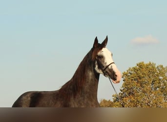 Tennessee Walking Horse, Sto, 3 år, 152 cm, Svart