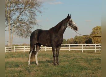 Tennessee Walking Horse, Sto, 3 år, 152 cm, Svart