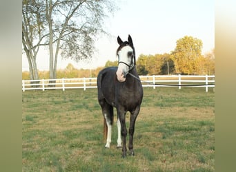 Tennessee Walking Horse, Sto, 3 år, 152 cm, Svart