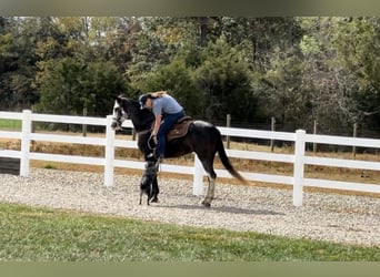 Tennessee Walking Horse, Sto, 3 år, 152 cm, Svart