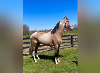 Tennessee Walking Horse, Sto, 3 år, 163 cm, Gulbrun