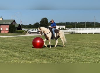 Tennessee Walking Horse, Sto, 5 år, 152 cm, Palomino