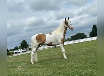 Tennessee Walking Horse, Sto, 5 år, 152 cm, Palomino