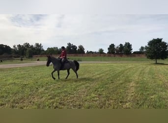 Tennessee Walking Horse, Sto, 9 år, 150 cm, Konstantskimmel