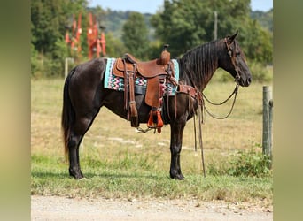 Tennessee Walking Horse, Stute, 10 Jahre, 147 cm, Rappe