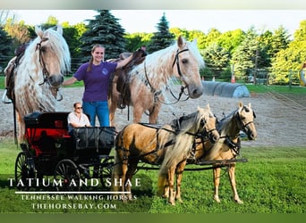 Tennessee Walking Horse, Stute, 10 Jahre, Palomino