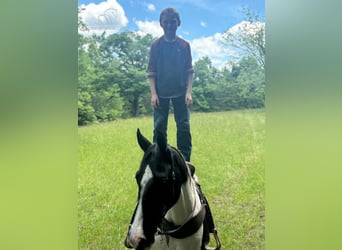 Tennessee Walking Horse, Stute, 11 Jahre, 142 cm, Tobiano-alle-Farben