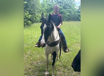 Tennessee Walking Horse, Stute, 11 Jahre, 142 cm, Tobiano-alle-Farben