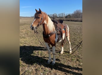 Tennessee Walking Horse, Stute, 11 Jahre, Tobiano-alle-Farben