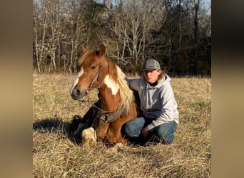 Tennessee Walking Horse, Stute, 11 Jahre, Tobiano-alle-Farben