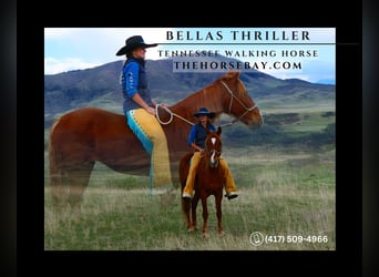 Tennessee Walking Horse, Stute, 12 Jahre, 150 cm, Rotfuchs