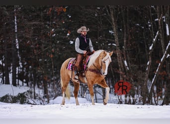 Tennessee Walking Horse, Stute, 12 Jahre, 152 cm, Palomino