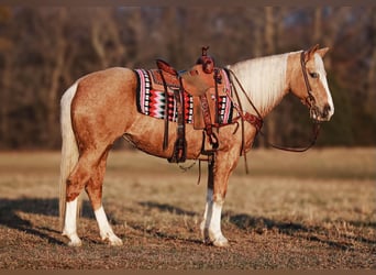 Tennessee Walking Horse, Stute, 12 Jahre, 152 cm, Palomino