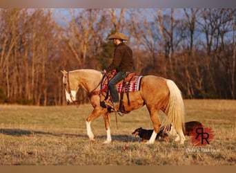 Tennessee Walking Horse, Stute, 12 Jahre, 152 cm, Palomino