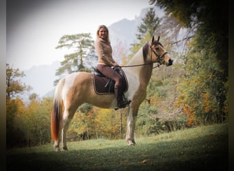 Tennessee Walking Horse, Stute, 12 Jahre, 152 cm, Tobiano-alle-Farben