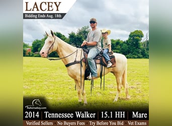 Tennessee Walking Horse, Stute, 12 Jahre, 155 cm, Champagne