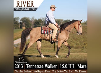 Tennessee Walking Horse, Stute, 13 Jahre, 152 cm, Buckskin