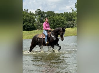 Tennessee Walking Horse, Stute, 13 Jahre, 152 cm, Rappe