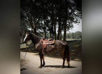 Tennessee Walking Horse, Stute, 13 Jahre, 152 cm, Rappe