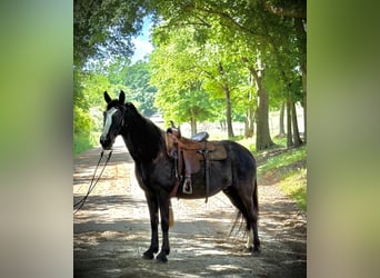 Tennessee Walking Horse, Stute, 13 Jahre, 152 cm, Rappe