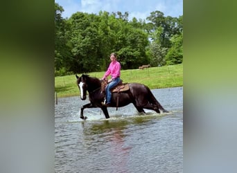 Tennessee Walking Horse, Stute, 13 Jahre, 152 cm, Rappe